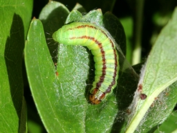 Acrobasis advenella