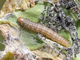 Acrobasis consociella