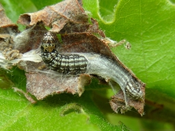 Acrobasis sodalella