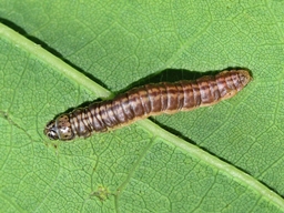 Acrobasis tumidana