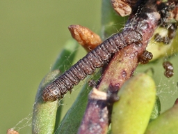 Epischnia asteris