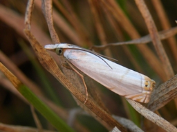 Microcrambon paphiellus