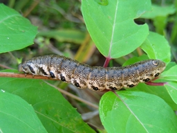 Proserpinus proserpina