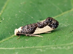 Juillet 2025 (Indre)