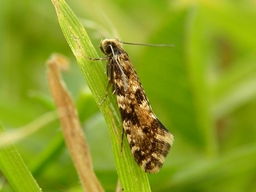 Avril 2011 (Côtes d'Armor)