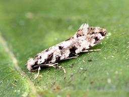 Septembre 2021 (Orne)