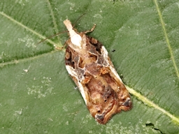 Juillet 2025 (Indre)