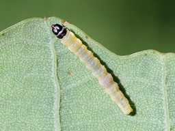 Acleris ferrugana