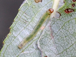 Acleris hastiana