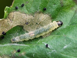 Acleris kochiella