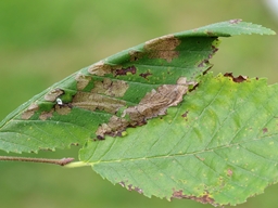 Octobre 2025 (Côtes d'Armor)