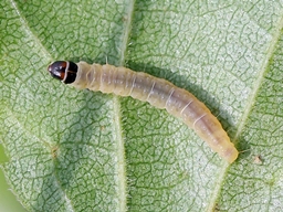 Acleris notana