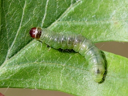 Acleris rhombana