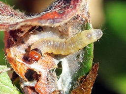 Acleris umbrana