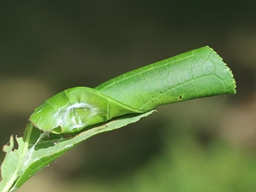 Mai 2025 (Indre-et-Loire)