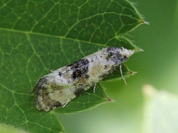 Juillet 2015 (Isère)