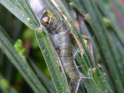 Cacoecimorpha pronubana