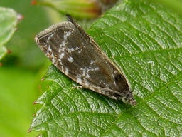 Mai 2011 (Côtes d'Armor)