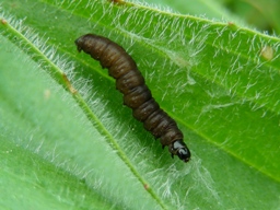 Avril 2009 (Côtes d'Armor)