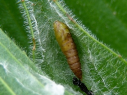 Avril 2009 (Côtes d'Armor)