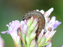 Clepsis spectrana