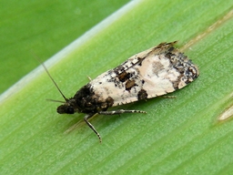 Mai 2009 (Côtes d'Armor)