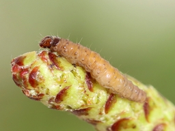 Avril 2025 (Côtes d'Armor)