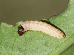 Eucosma conterminana