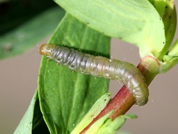 Lathronympha strigana