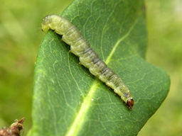 Lozotaenia forsterana