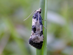 Août 2005 (Côtes d'Armor)