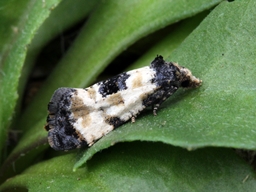 Août 2012 (Côtes d'Armor)