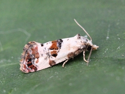 Juin 2015 (Indre-et-Loire)