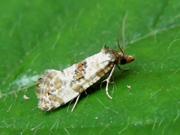 Mai 2007 (Côtes d'Armor)