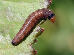 Notocelia roborana