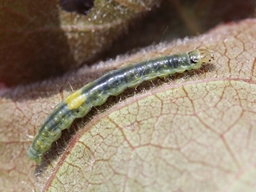 Pandemis cerasana