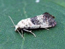 Juillet 2022 (Aveyron)