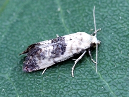 Juillet 2022 (Aveyron)