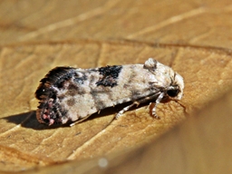 Septembre 2012 (Orne)