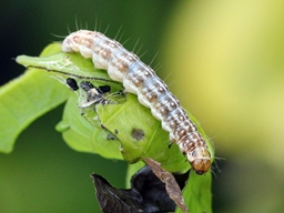 Tortricodes alternella