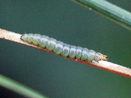 Cedestis subfasciella