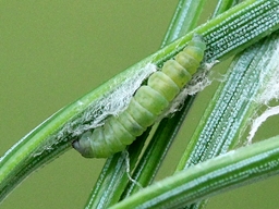 Ocnerostoma friesei