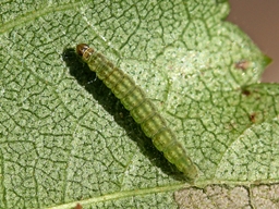 Swammerdamia caesiella