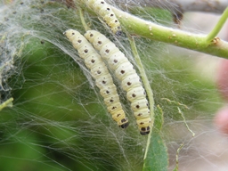 Yponomeuta mahalebella