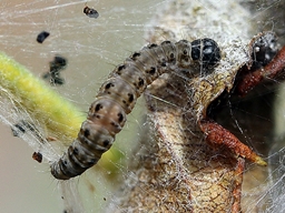 Yponomeuta malinellus