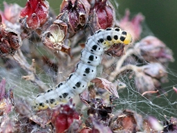 Yponomeuta sedella