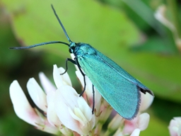 Juin 2025 (Ardèche)