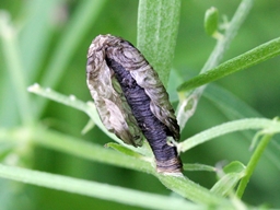 Juin 2016 (Ardèche)