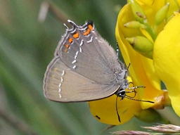 Juin 2016 (Ardèche)